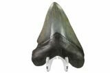 Fossil Megalodon Tooth - Serrated Blade #130810-2